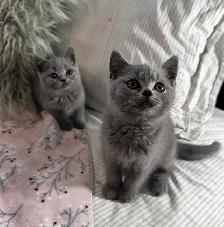 British shorthair - Photo 2