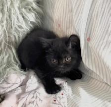 British shorthair - Photo 3
