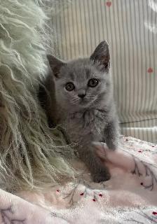 British shorthair - Photo 6