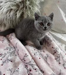 British shorthair - Photo 7