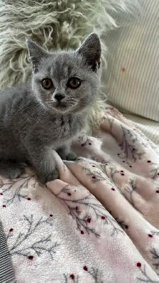 British shorthair - Photo 8