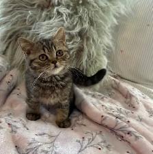 British shorthair - Photo 9