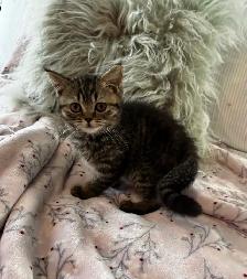 British shorthair - Photo 10