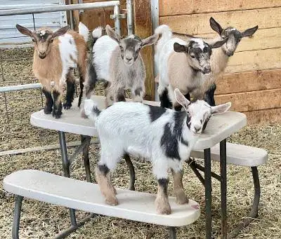 I have a few Pygmy goats FREE need to go today.