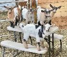 I have a few Pygmy goats FREE need to go today.