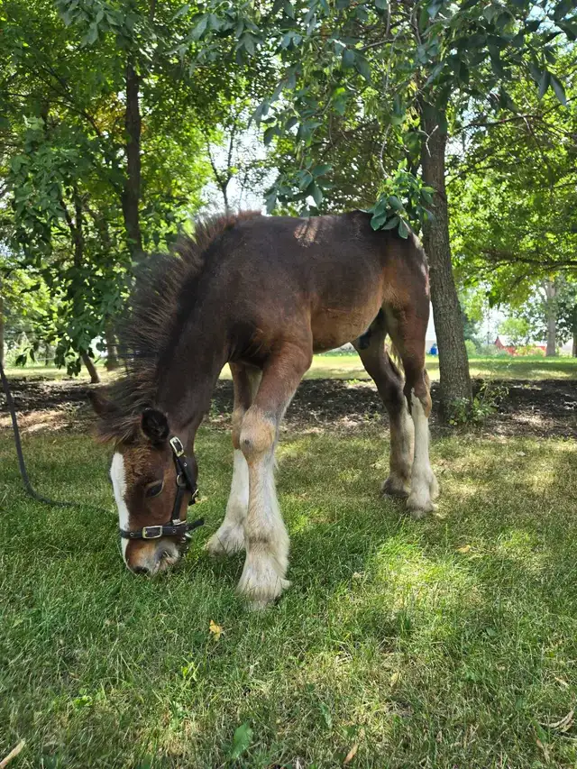 Gypsy Vanner Colt Registered & Quiet Temperment
