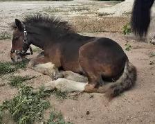 Gypsy Vanner Colt Registered & Quiet Temperment - Photo 2
