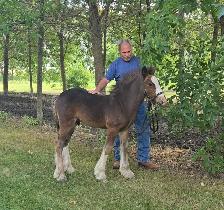 Gypsy Vanner Colt Registered & Quiet Temperment - Photo 3