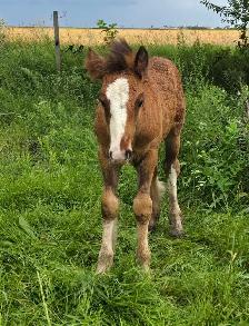 Gypsy Vanner Colt Registered & Quiet Temperment - Photo 8
