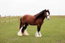 Gypsy Vanner Colt Registered & Quiet Temperment - Photo 10
