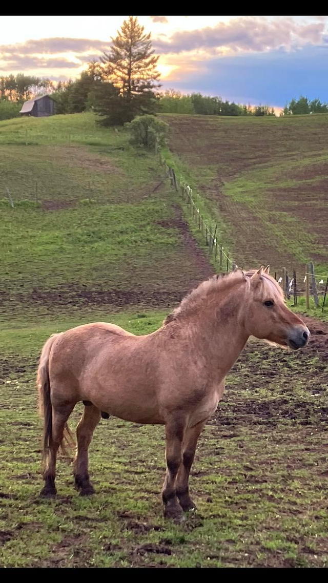 Registered Fjord Stallion
