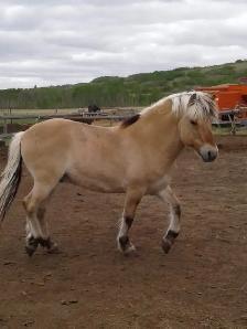 Registered Fjord Stallion - Photo 3