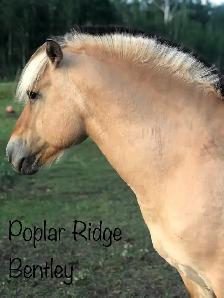 Registered Fjord Stallion - Photo 4