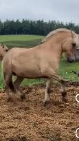 Registered Fjord Stallion - Photo 5