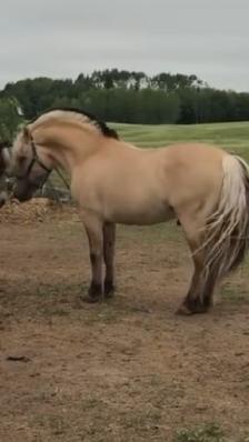 Registered Fjord Stallion - Photo 6