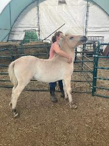 Registered Fjord Stallion - Photo 7