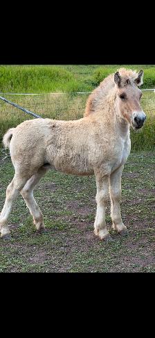 Registered Fjord Stallion - Photo 8