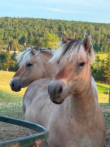 Registered Fjord Stallion - Photo 9