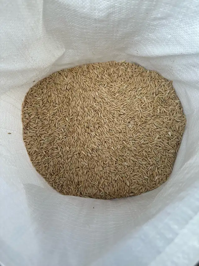 Whole Cleaned Oats