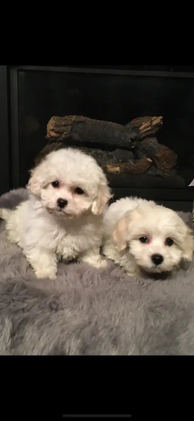 Bichon puppies