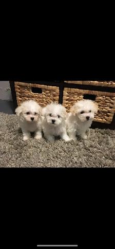 Bichon puppies - Photo 2