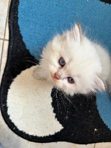 chatons British longhair kittens