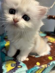chatons British longhair kittens - Photo 2