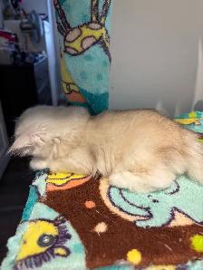 chatons British longhair kittens - Photo 3