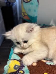 chatons British longhair kittens - Photo 4