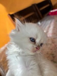 chatons British longhair kittens - Photo 5