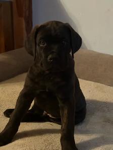 Chiots cane corso avec dogues bordeaux
