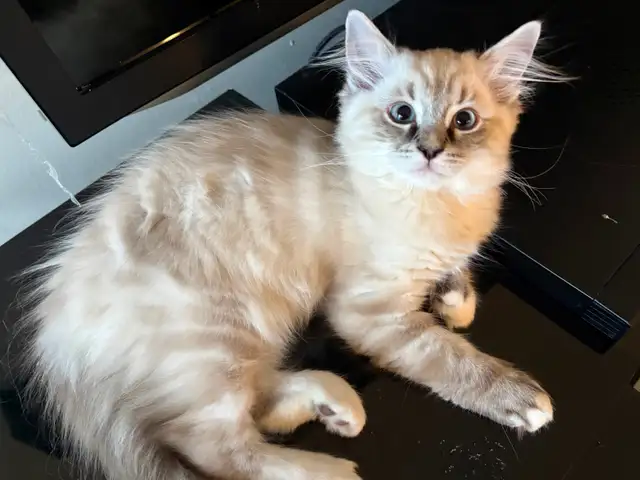 Beautiful Home-Raised Ragdoll Girl