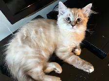 Beautiful Home-Raised Ragdoll Girl