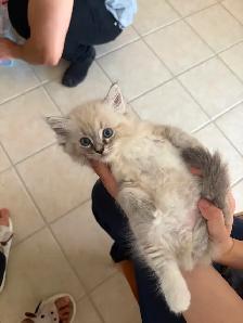 Beautiful Home-Raised Ragdoll Girl - Photo 2