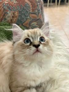 Beautiful Home-Raised Ragdoll Girl - Photo 3