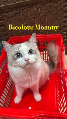 Beautiful Home-Raised Ragdoll Girl - Photo 5