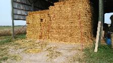 Wheat Straw