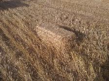 Wheat Straw - Photo 3
