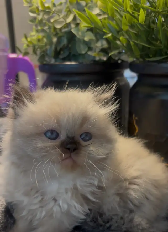Female Persian/ Ragdoll kitten