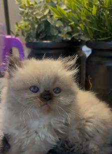 Female Persian/ Ragdoll kitten
