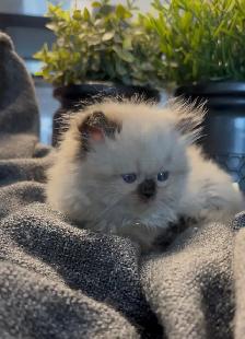 Female Persian/ Ragdoll kitten - Photo 2