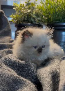 Female Persian/ Ragdoll kitten - Photo 3