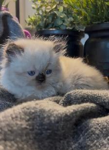 Female Persian/ Ragdoll kitten - Photo 4