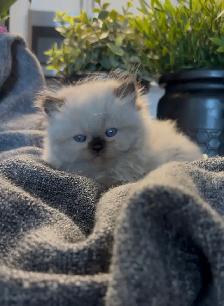 Female Persian/ Ragdoll kitten - Photo 5