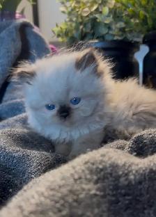 Female Persian/ Ragdoll kitten - Photo 6