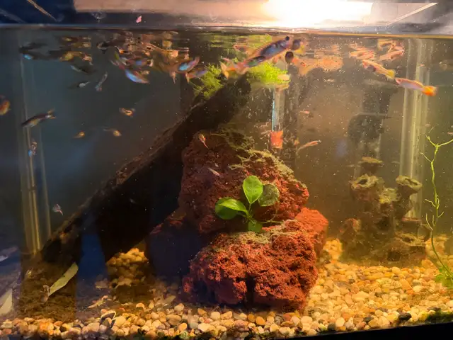 Guppies for sale