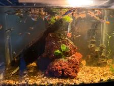 Guppies for sale