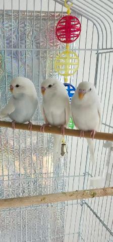 Perruches ondulées blanches
