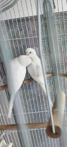 Perruches ondulées blanches - Photo 2