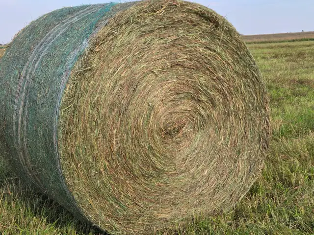 Hay For Sale